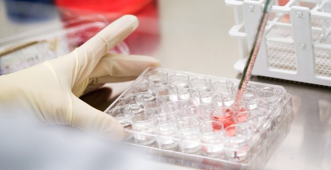 Scientist generates tissue culture