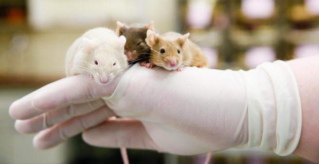 Mäuse Forschungstierhaltung
