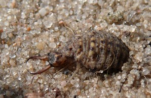 Ein Ameisenlöwe, die Larve einer Ameisenjungfer, gräbt sich aus dem grobkörnigen Sand