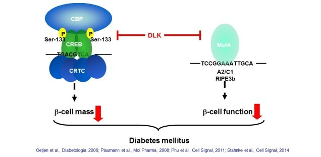 Hypothese wie DLK zu der Entstehung von Diabetes mellitus beiträgt