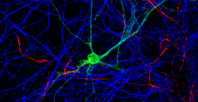 Contentbühnenthema Neuron