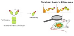 Schematische Darstellung der Bildgebung des Multiplen Myeloms mittels Fluorophor- und radioaktiv-markierten Nanobodies.