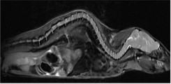 T2-gewichtetes sagittales MR-Bild einer Maus zeigt im Verlauf das Gehirn, das Rückenmark und die Wirbelsäule.