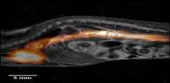 Farbliche Überlagerung eines MPI-Bildes mit einem grauskalierten anatomischen MRT Bild: Die farbig gekennzeichnete Tracerverteilung zeichnet den Verlauf der Hohlvene bis zum Herzen nach Injektion von  magnetischen Nanokristallen nach.