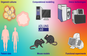 The methodology at the Adlung Lab involves functional experiments, mouse models, patient data, organoid cultures, computational modelling and omics technologies.