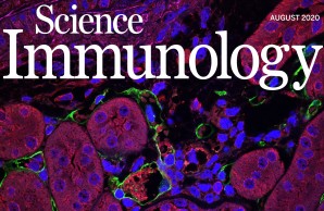 Trm17 cell promote autoimmunity