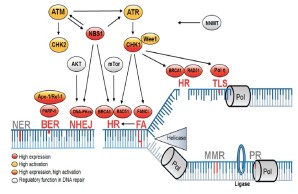 Fig. 2: DNA Repair pathways altered in tumor stem cells are associated with DNA replication.