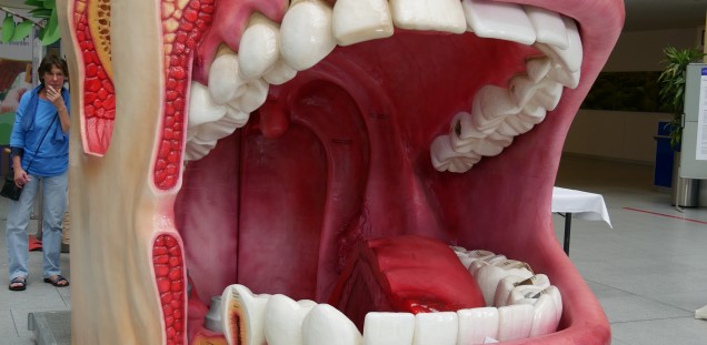 model of an oral cavity