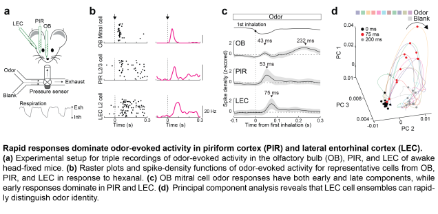 Rapid responses dominate odor-evoked activity in piriform cortex (PIR) and lateral entorhinal cortex (LEC). 